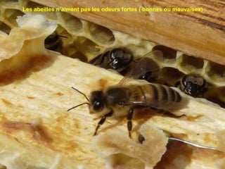 Les abeilles n’aiment pas les odeurs fortes ( bonnes ou mauvaises)
 