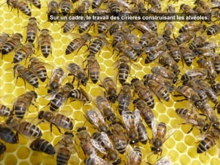 Sur un cadre, le travail des cirières construisant les alvéoles.
 