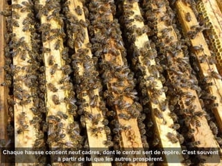 Chaque hausse contient neuf cadres, dont le central sert de repère. C’est souvent
à partir de lui que les autres prospèrent.
 