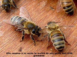 Elle ramène à la ruche la moitié de son poids soit 0’05
grammes.
 