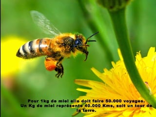 Pour 1kg de miel elle doit faire 50.000 voyages.
Un Kg de miel représente 40.000 Kms, soit un tour de
la terre.
 