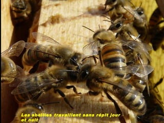 Les abeilles travaillent sans répit jour
et nuit
 