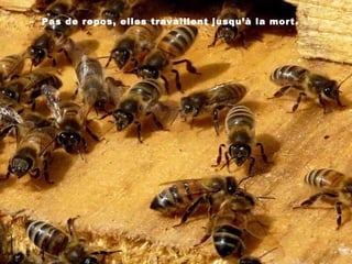 Pas de repos, elles travaillent jusqu’à la mort.
 