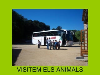 VISITEM ELS ANIMALS 