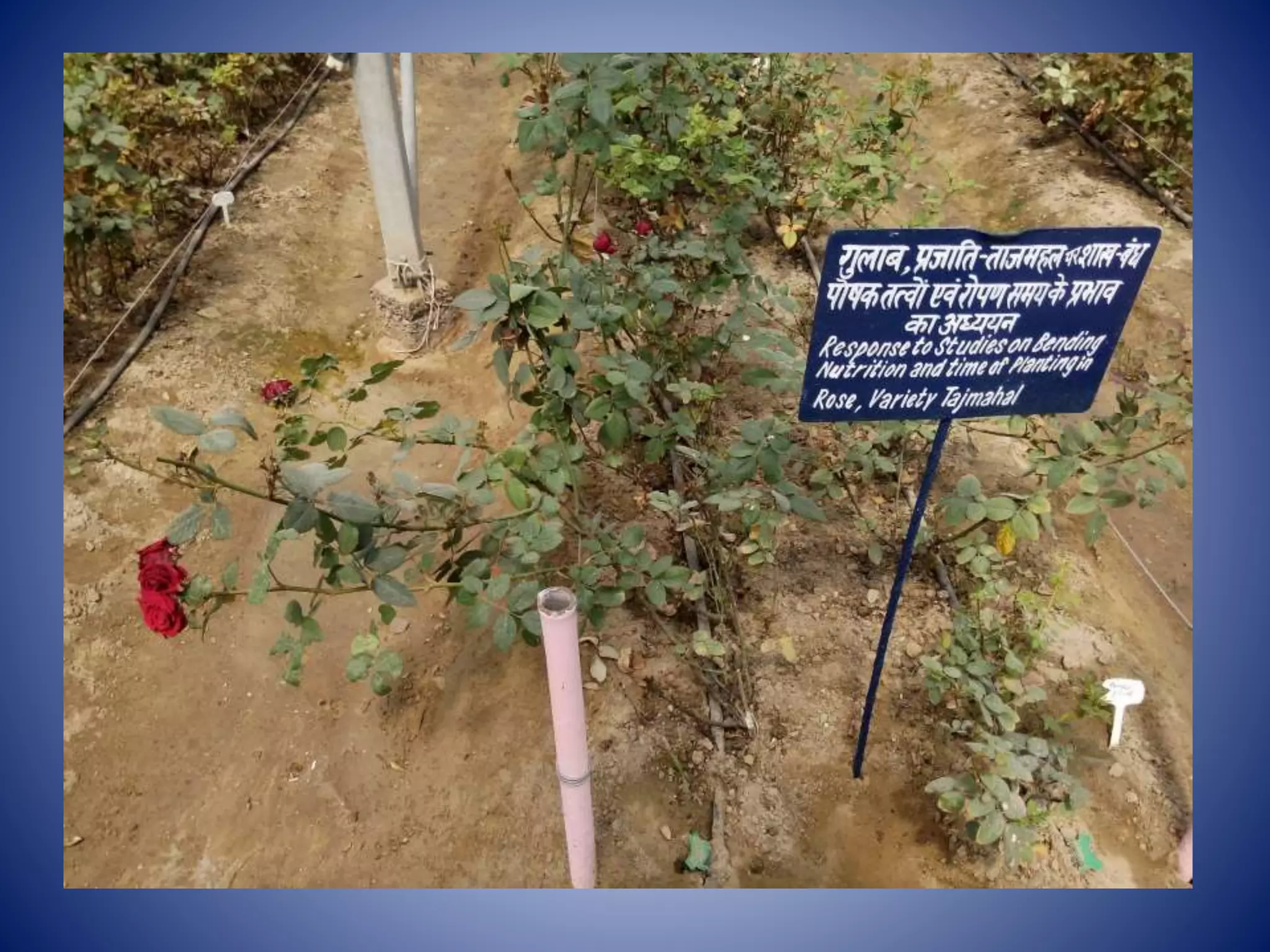 Visit to green house iari new delhi PPTX