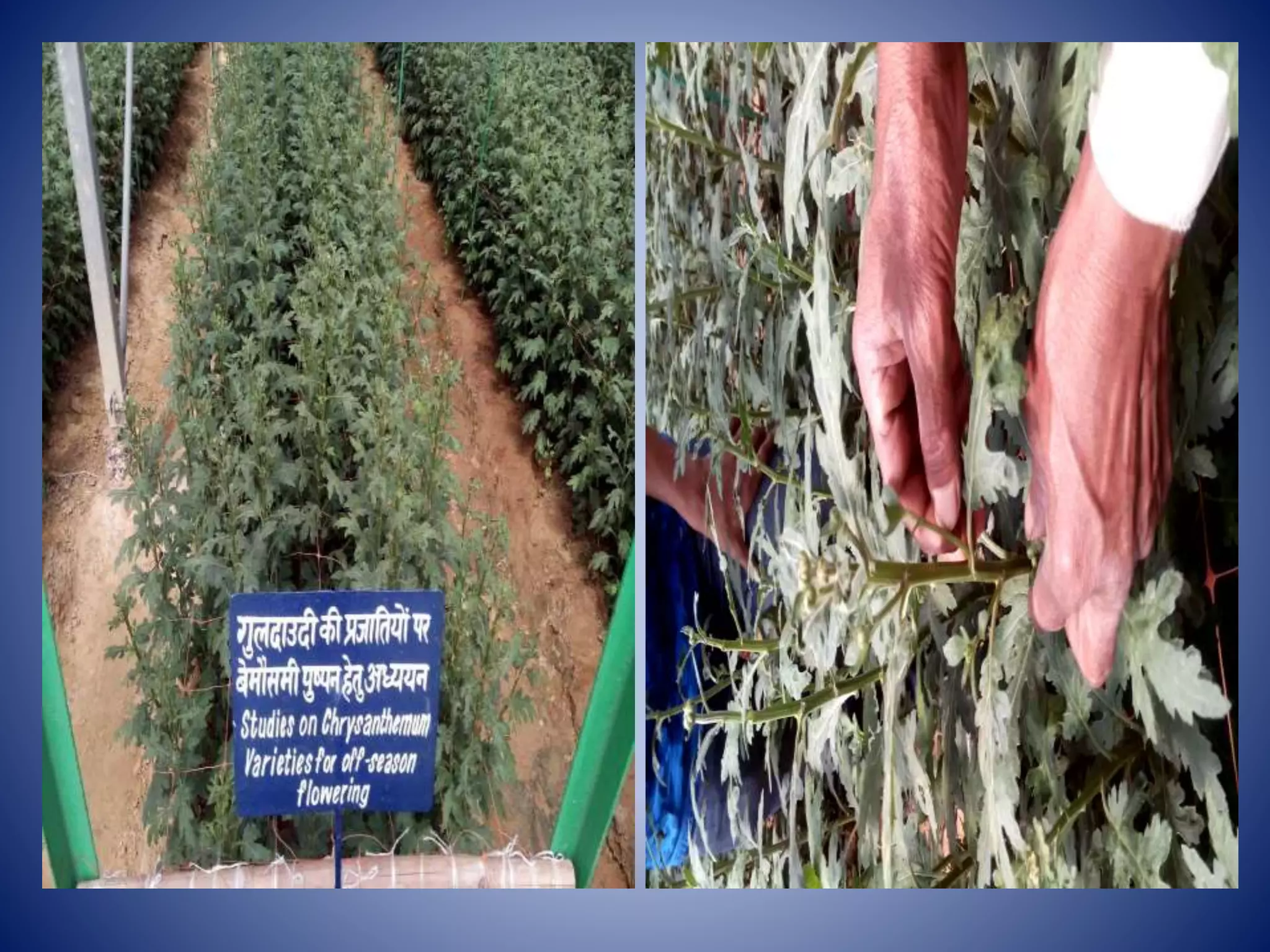 Visit to green house iari new delhi PPTX