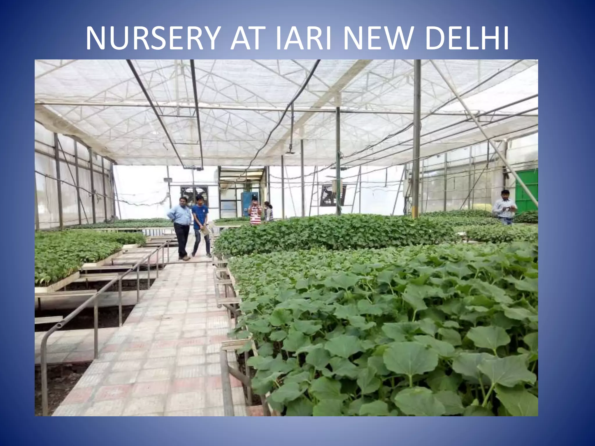 Visit to green house iari, new delhi | PPTX