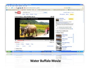 Water buffaloWater Buffalo Movie