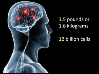 3.5 pounds or 1.6 kilograms12 billion cells