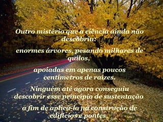 Outro mistério que a ciência ainda não
descobriu:
enormes árvores, pesando milhares de
quilos,
apoiadas em apenas poucos
centímetros de raízes.
Ninguém até agora conseguiu
descobrir esse princípio de sustentação
a fim de aplicá-lo na construção de
edifícios e pontes.
 