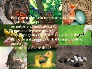 Por que o canário nasce aos 14 dias,
a galinha aos 21,
os patos e gansos aos 28,
o ganso silvestre aos 35
e os papagaios e avestruzes aos 42 dias?
Por que a diferença entre um período e
outro
é sempre de sete dias?
 