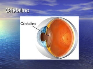 Cristalino
 