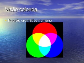 Visão colorida

• Padrão cromático humano
 