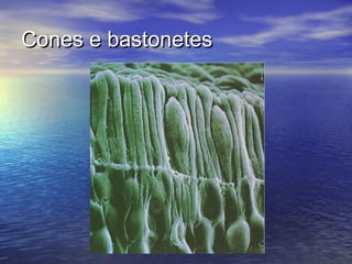 Cones e bastonetes
 