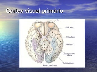 Córtex visual primário
 