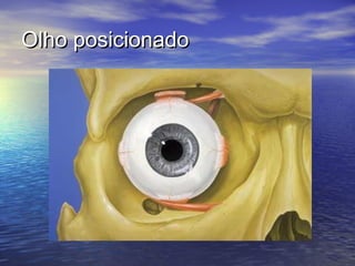 Olho posicionado
 