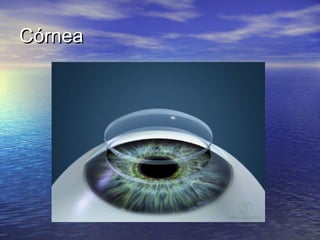 Córnea
 