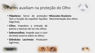 Partes auxiliam na proteção do Olho 
• Pálpebras: Serve de proteção. 
Tem a função de espalhar líquidos 
(lágrima); 
• Cílios: Impedem a entrada de 
poeira e excesso de luz nos olhos; 
• Sobrancelhas: Impede que o suor 
da testa escorra sobre os olhos; 
• Glândulas Lacrimais: Produzem 
lagrimas; 
• Músculos Oculares: 
Movimentação dos olhos. 
 