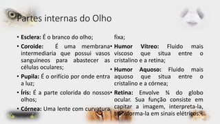 Partes internas do Olho 
• Esclera: É o branco do olho; 
• Coroide: É uma membrana 
intermediaria que possui vasos 
sanguíneos para abastecer as 
células oculares; 
• Pupila: É o orifício por onde entra 
a luz; 
• Íris: É a parte colorida do nossos 
olhos; 
• Córnea: Uma lente com curvatura 
fixa; 
• Humor Vítreo: Fluido mais 
viscoso que situa entre o 
cristalino e a retina; 
• Humor Aquoso: Fluido mais 
aquoso que situa entre o 
cristalino e a córnea; 
• Retina: Envolve ¾ do globo 
ocular. Sua função consiste em 
capitar a imagem, interpreta-la, 
transforma-la em sinais elétricos. 
 
