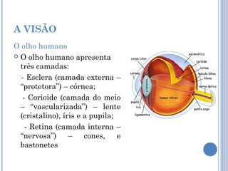 A VISÃO 
O olho humano 
 O olho humano apresenta 
três camadas: 
- Esclera (camada externa – 
“protetora”) – córnea; 
- Corioide (camada do meio 
– “vascularizada”) – lente 
(cristalino), íris e a pupila; 
- Retina (camada interna – 
“nervosa”) – cones, e 
bastonetes 
 