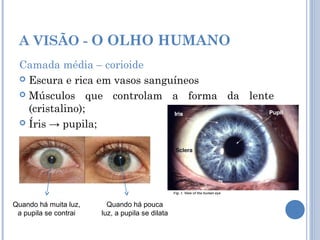 A VISÃO - O OLHO HUMANO 
Camada média – corioide 
 Escura e rica em vasos sanguíneos 
 Músculos que controlam a forma da lente 
(cristalino); 
 Íris → pupila; 
Quando há muita luz, 
a pupila se contrai 
Quando há pouca 
luz, a pupila se dilata 
 