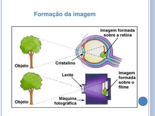 Formação da imagem 
 