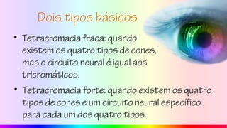 Dois tipos básicos
• Tetracromacia fracaTetracromacia fraca: quando
existem os quatro tipos de cones,
mas o circuito neural é igual aos
tricromáticos.
• Tetracromacia forteTetracromacia forte: quando existem os quatro
tipos de cones e um circuito neural específico
para cada um dos quatro tipos.
 