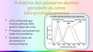 A maioria dos pássaros diurnos
percebem as cores
tetracromaticamente
• Já é conhecido que
muitos animais têm
quatro tipos de cone.
• Primatas costumam ter
visão tricromática.
• Existem casos de
dicromacia e
monocromacia.
A visão tetracromática dos pássaros
 