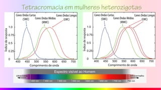 Tetracromacia em mulheres heterozigotas
 