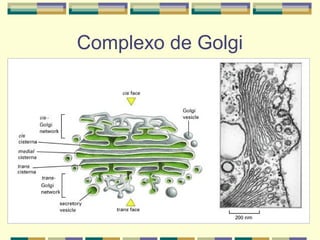 Complexo de Golgi
 
