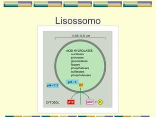 Lisossomo
 