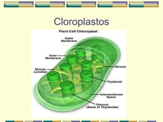 Cloroplastos
 