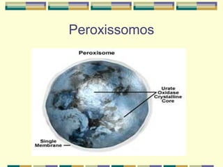 Peroxissomos
 