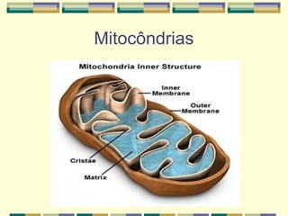 Mitocôndrias
 