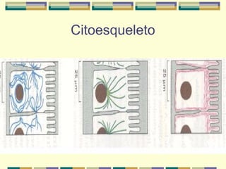 Citoesqueleto
 