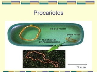 Procariotos
 