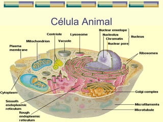 Célula Animal
 