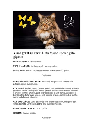 Visão geral da raça: Gato Maine Coon o gato
gigante
OUTROS NOMES: Gentle Giant.
PERSONALIDADE: Amável, gentil e como um cã...