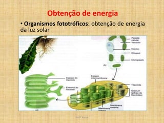 Obtenção de energia
• Organismos fototróficos: obtenção de energia
da luz solar




                    Profª Kasue
 