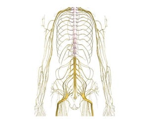 Uma visão geral da neuroanatomia 
