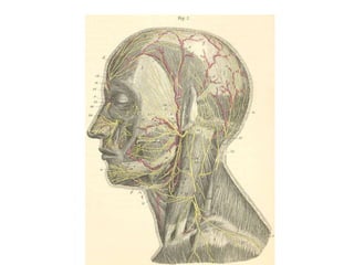 Uma visão geral da neuroanatomia 