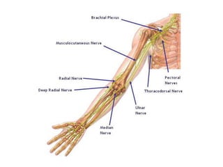 Uma visão geral da neuroanatomia 