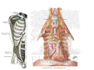 Uma visão geral da neuroanatomia 