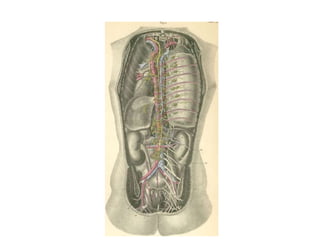 Uma visão geral da neuroanatomia 