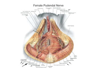 Uma visão geral da neuroanatomia 