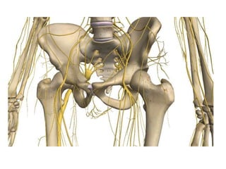 Uma visão geral da neuroanatomia 
