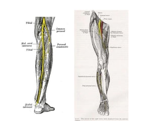 Uma visão geral da neuroanatomia 