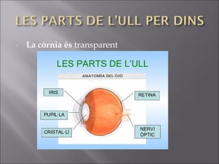 - La còrnia és transparent
 