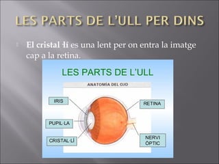  El cristal·lí es una lent per on entra la imatge
cap a la retina.
 