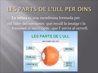 - La retina es una membrana formada per
cèl·lules del nervioses que recull la imatge i la
transmet al nervi òptic, que l’ envia al cervell.
 